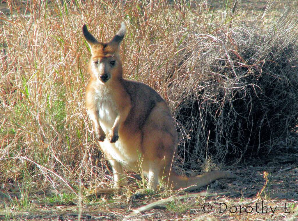Hills Wallaroo, Olive Pink Botanic Garden, NT