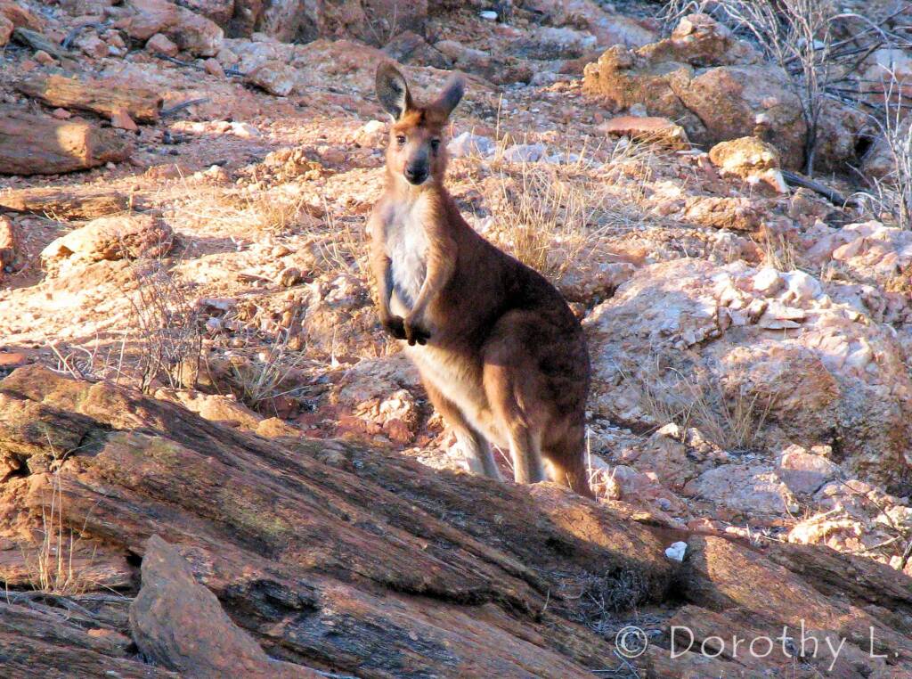 Hills Wallaroo, Olive Pink Botanic Garden, NT