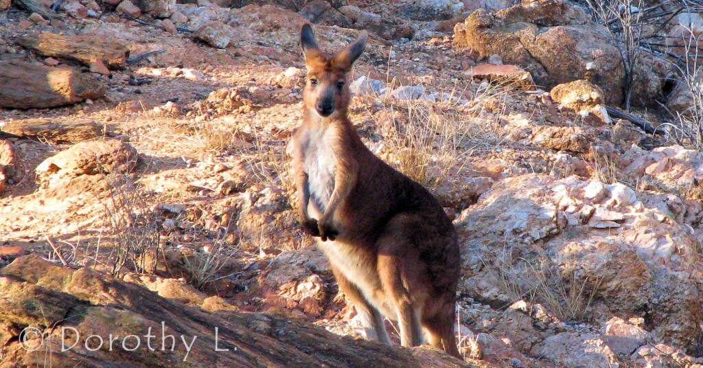 Hills Wallaroo, Olive Pink Botanic Garden, NT