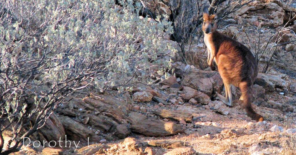 Hills Wallaroo, Olive Pink Botanic Garden, NT