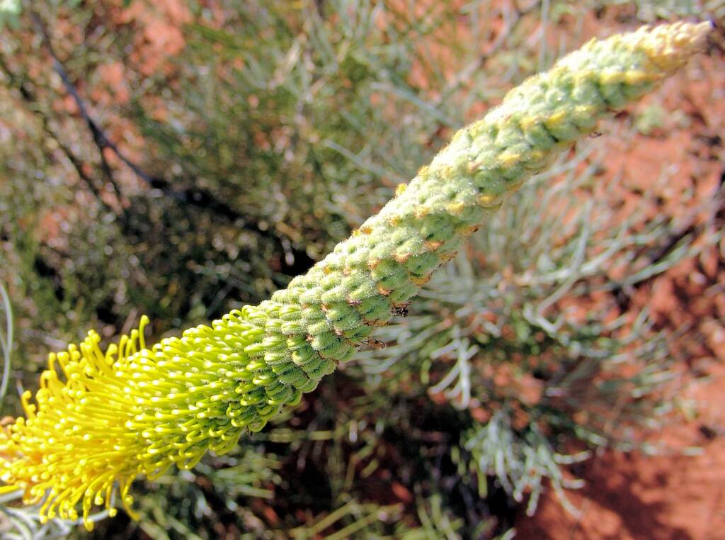 Honey Grevillea (Grevillea eriostachya)