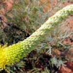 Honey Grevillea (Grevillea eriostachya)