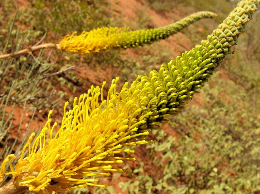 Honey Grevillea (Grevillea eriostachya)