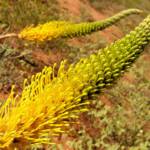 Honey Grevillea (Grevillea eriostachya)