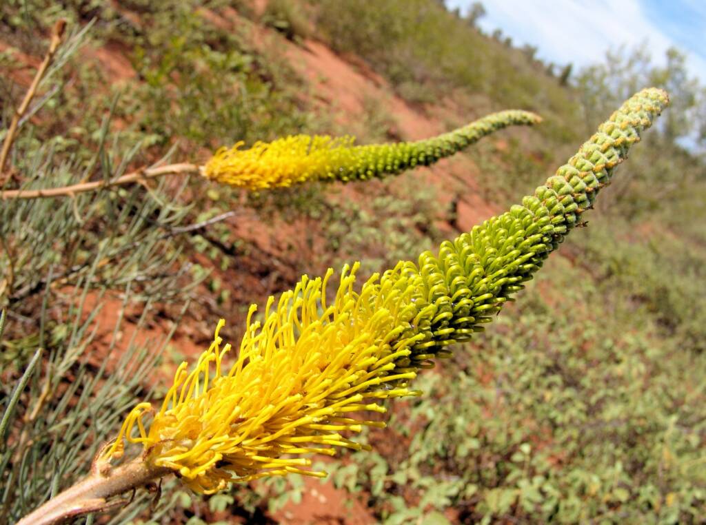 Honey Grevillea (Grevillea eriostachya)