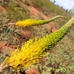 Honey Grevillea (Grevillea eriostachya)