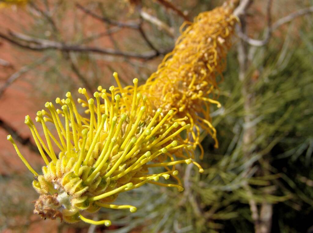 Honey Grevillea (Grevillea eriostachya)