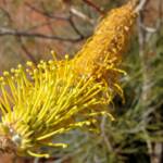 Honey Grevillea (Grevillea eriostachya)