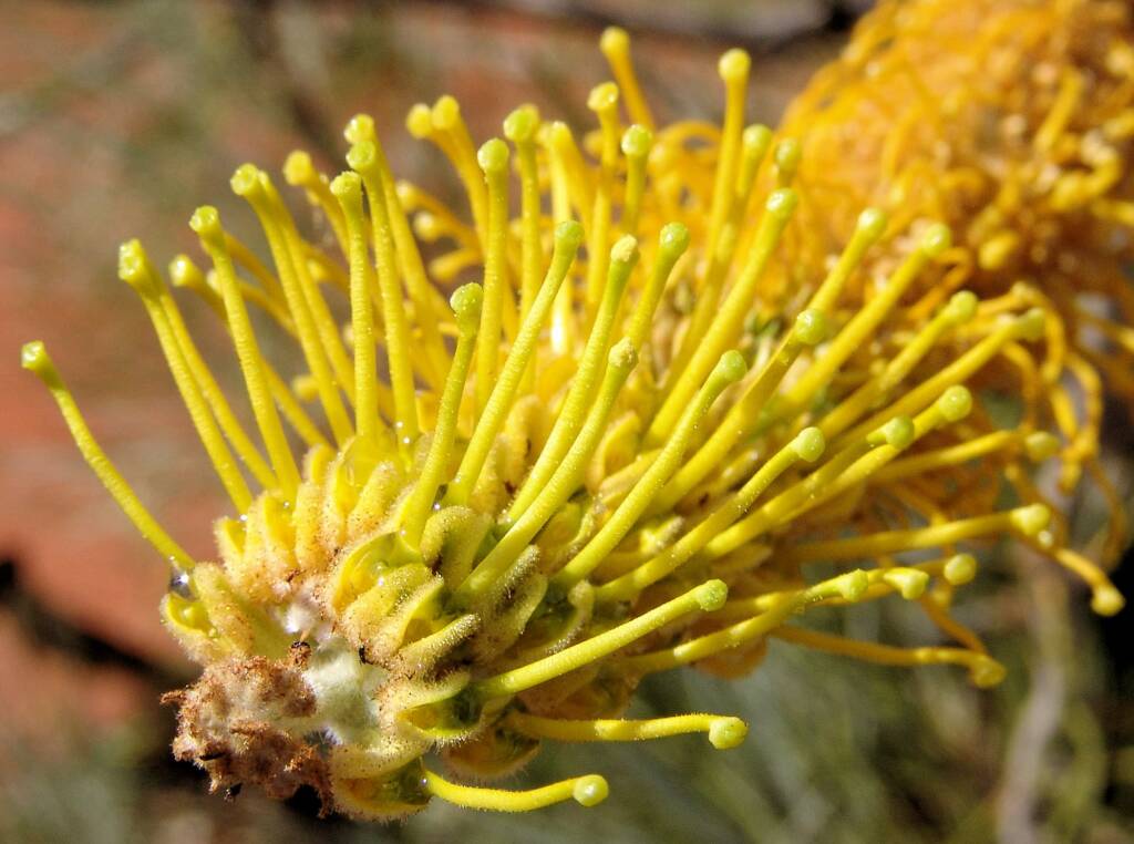 Honey Grevillea (Grevillea eriostachya)