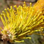 Honey Grevillea (Grevillea eriostachya)