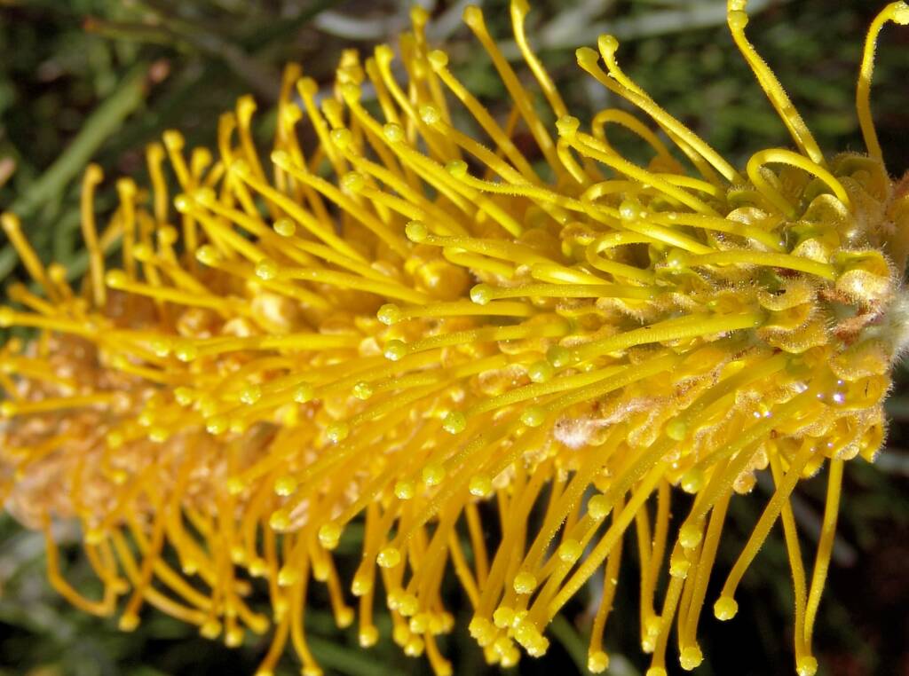Honey Grevillea (Grevillea eriostachya)