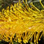 Honey Grevillea (Grevillea eriostachya)
