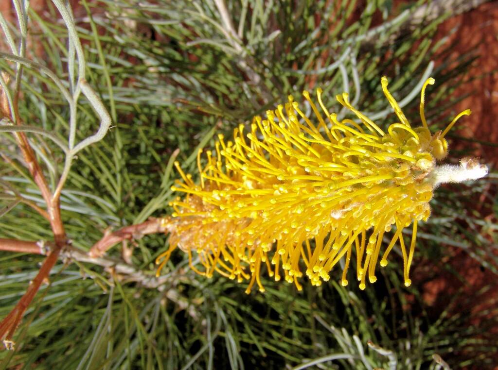 Honey Grevillea (Grevillea eriostachya)