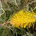 Honey Grevillea (Grevillea eriostachya)