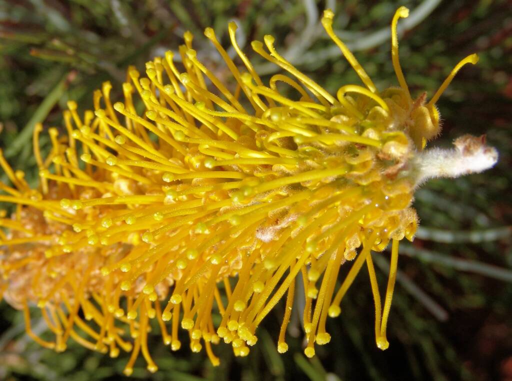 Honey Grevillea (Grevillea eriostachya)