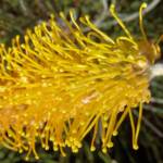 Honey Grevillea (Grevillea eriostachya)