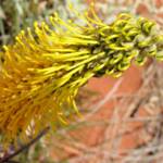 Honey Grevillea (Grevillea eriostachya)