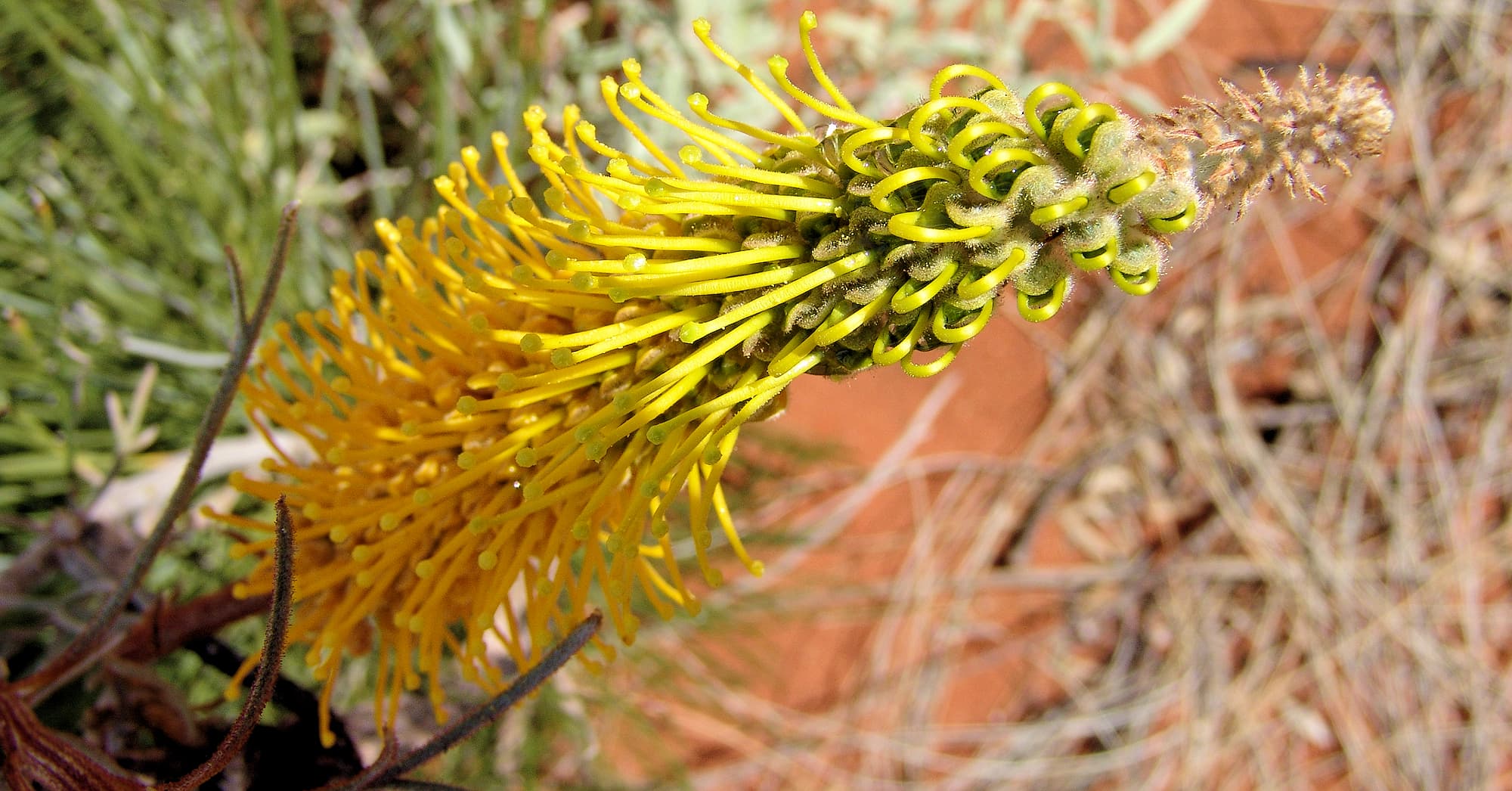 Honey Grevillea (Grevillea eriostachya)