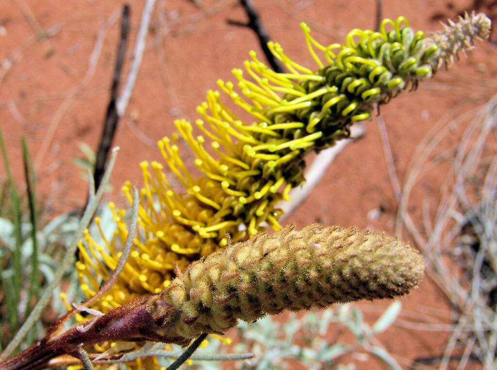 Honey Grevillea (Grevillea eriostachya)