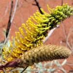 Honey Grevillea (Grevillea eriostachya)