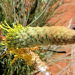 Honey Grevillea (Grevillea eriostachya)