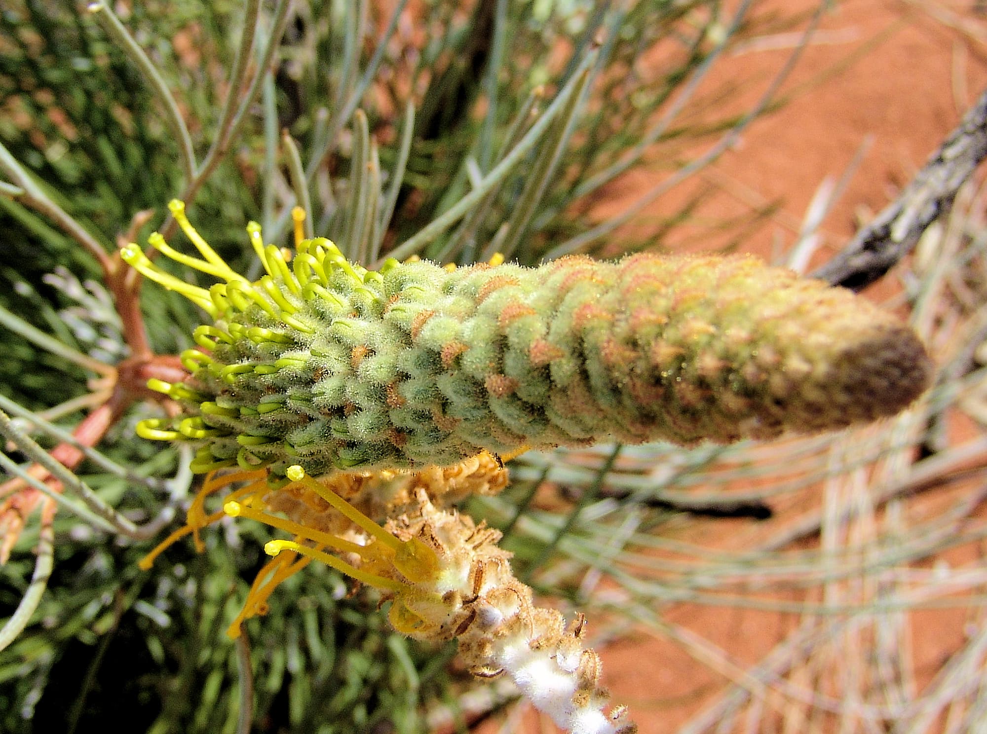Honey Grevillea (Grevillea eriostachya)