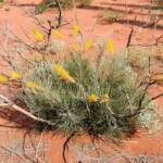 Honey Grevillea (Grevillea eriostachya)