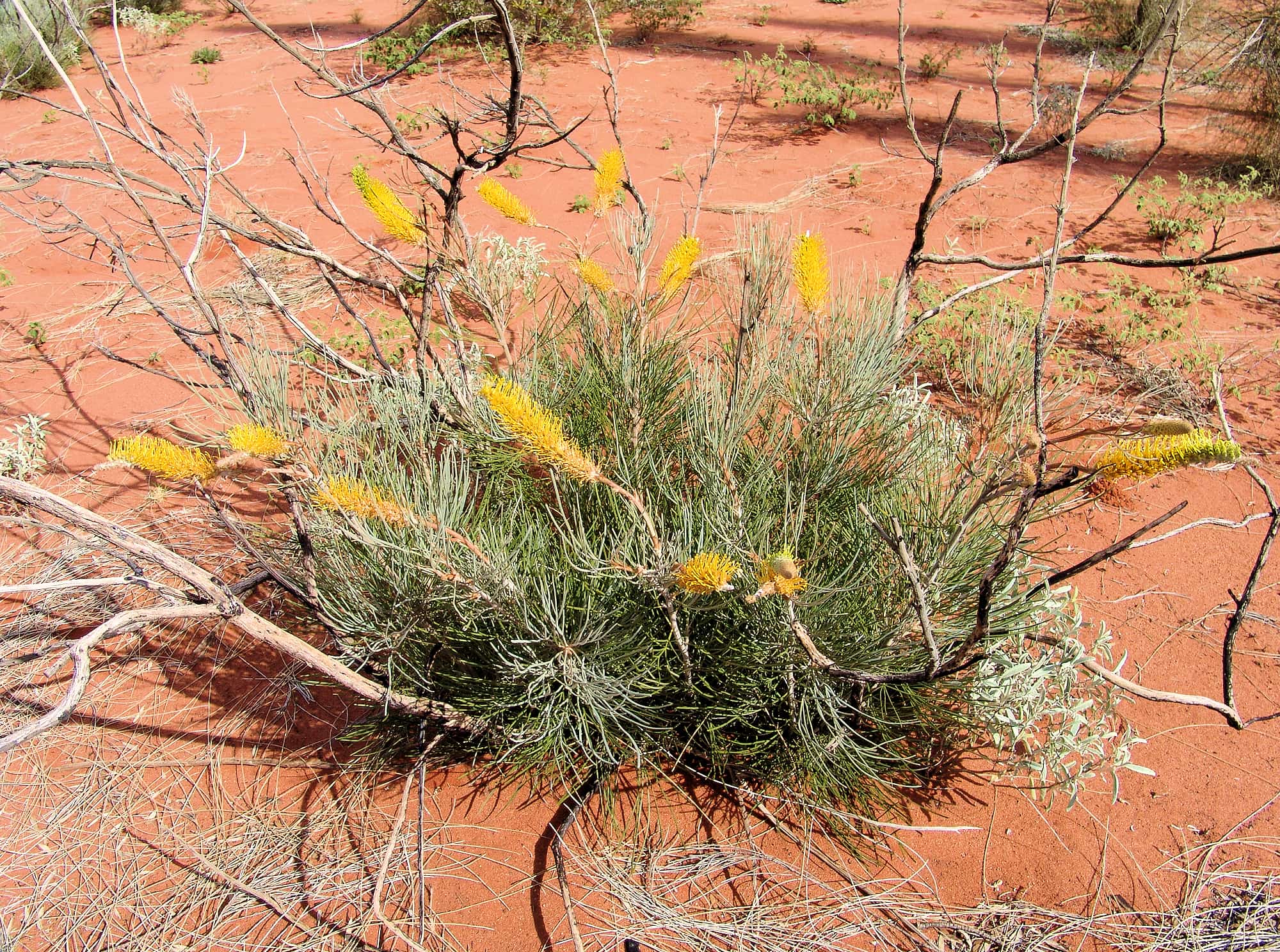 Honey Grevillea (Grevillea eriostachya)