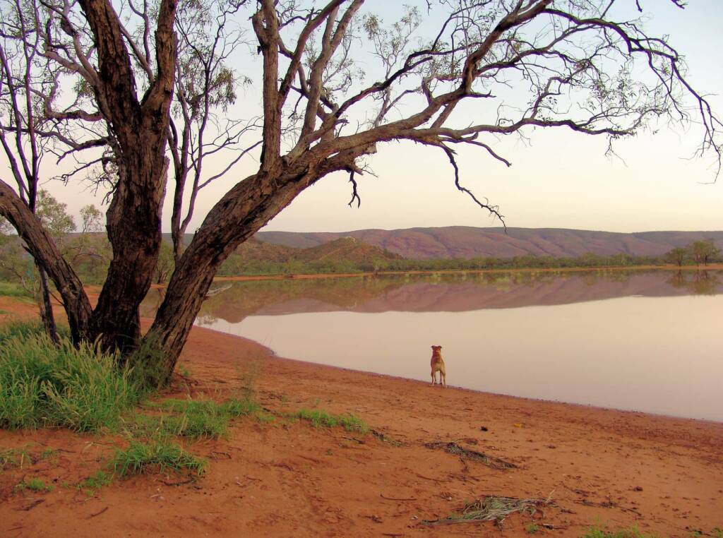 At Ilparpa Claypans with your pet dog, Alice Springs, NT