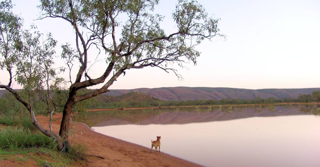 At Ilparpa Claypans with your pet dog, Alice Springs, NT