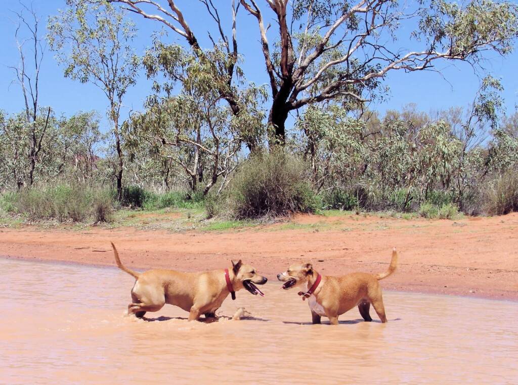 At Ilparpa Claypans with your pet dogs, Alice Springs, NT