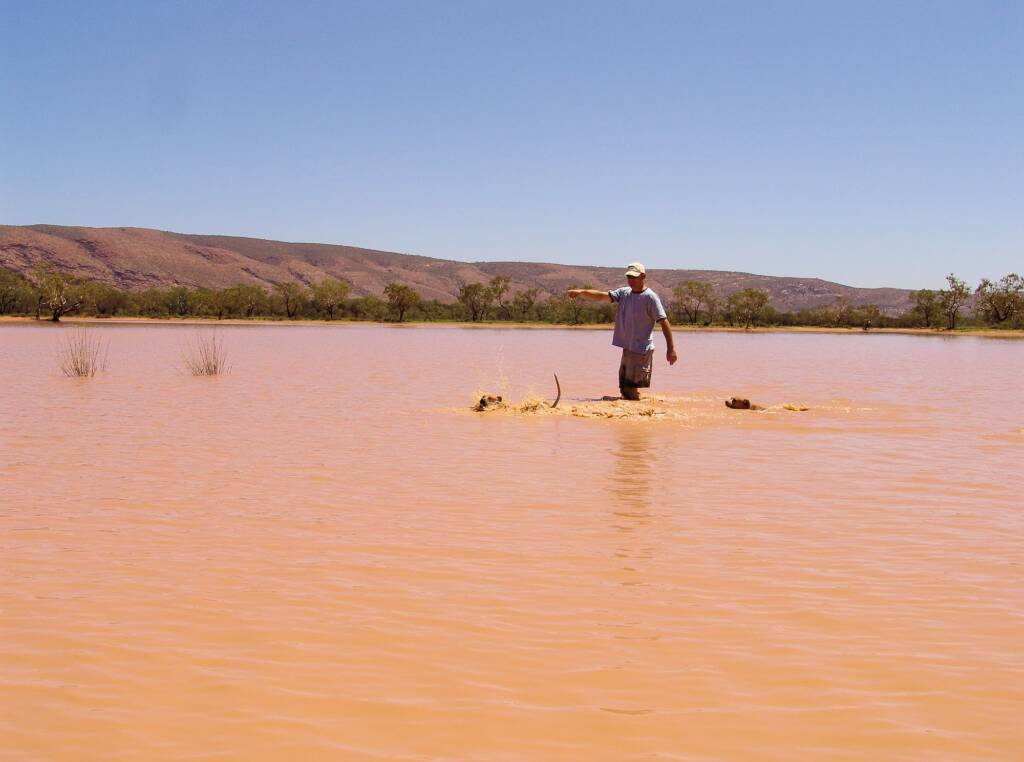 At Ilparpa Claypans with your pet dogs, Alice Springs, NT