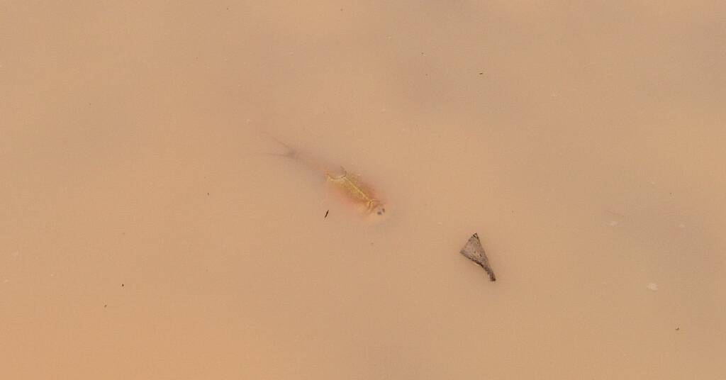Shield Shrimp (Triops australiensis), Ilparpa Claypans