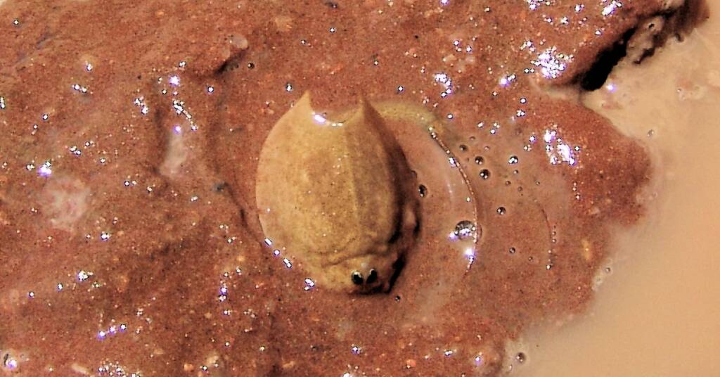 Shield Shrimp (Triops australiensis), Ilparpa Claypans