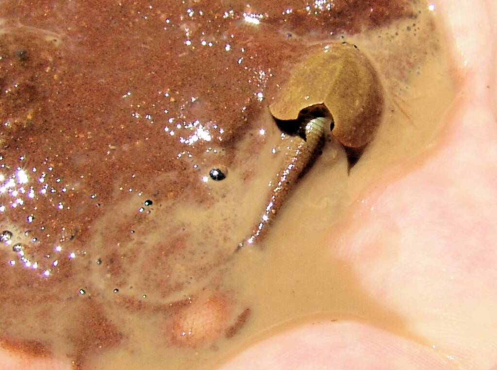 Shield Shrimp (Triops australiensis), Ilparpa Claypans