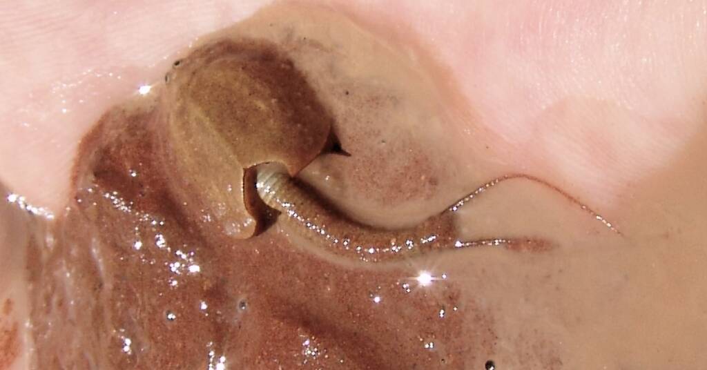 Shield Shrimp (Triops australiensis), Ilparpa Claypans