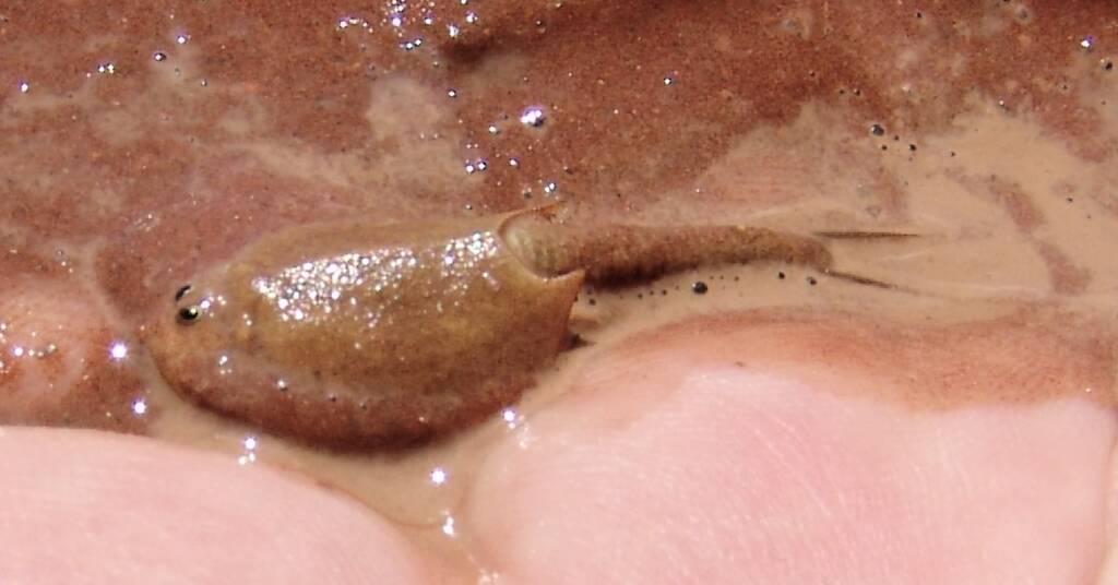 Shield Shrimp (Triops australiensis), Ilparpa Claypans