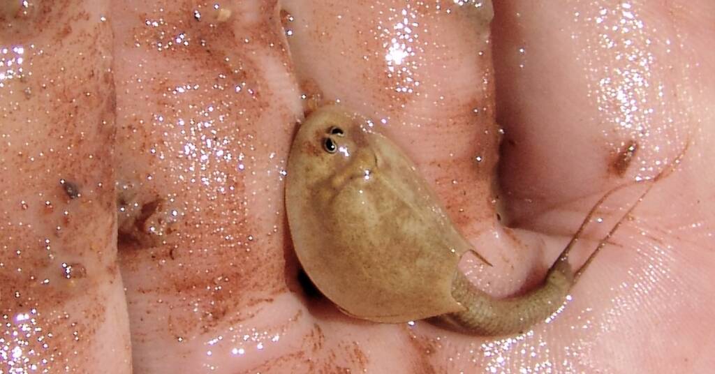 Shield Shrimp (Triops australiensis), Ilparpa Claypans