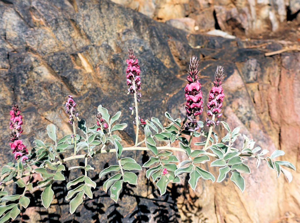 Georges Indigo (Indigofera georgei)