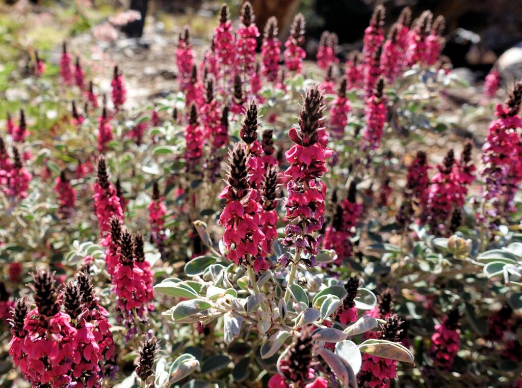 Georges Indigo (Indigofera georgei)