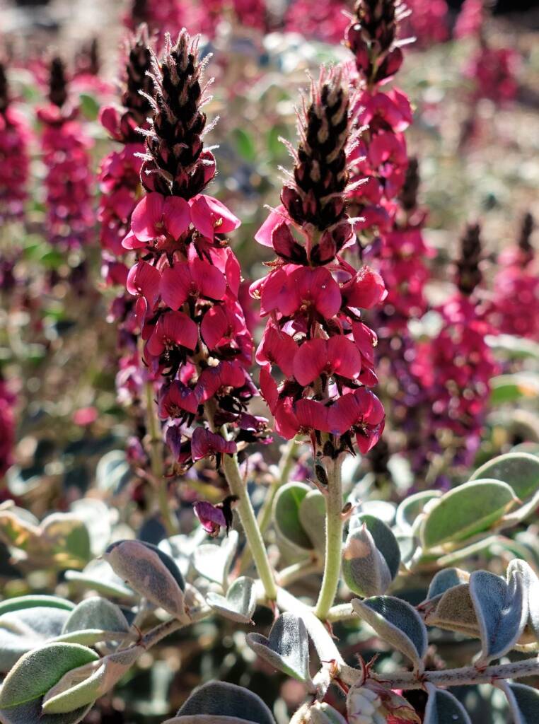 Georges Indigo (Indigofera georgei)