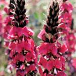 Georges Indigo (Indigofera georgei)
