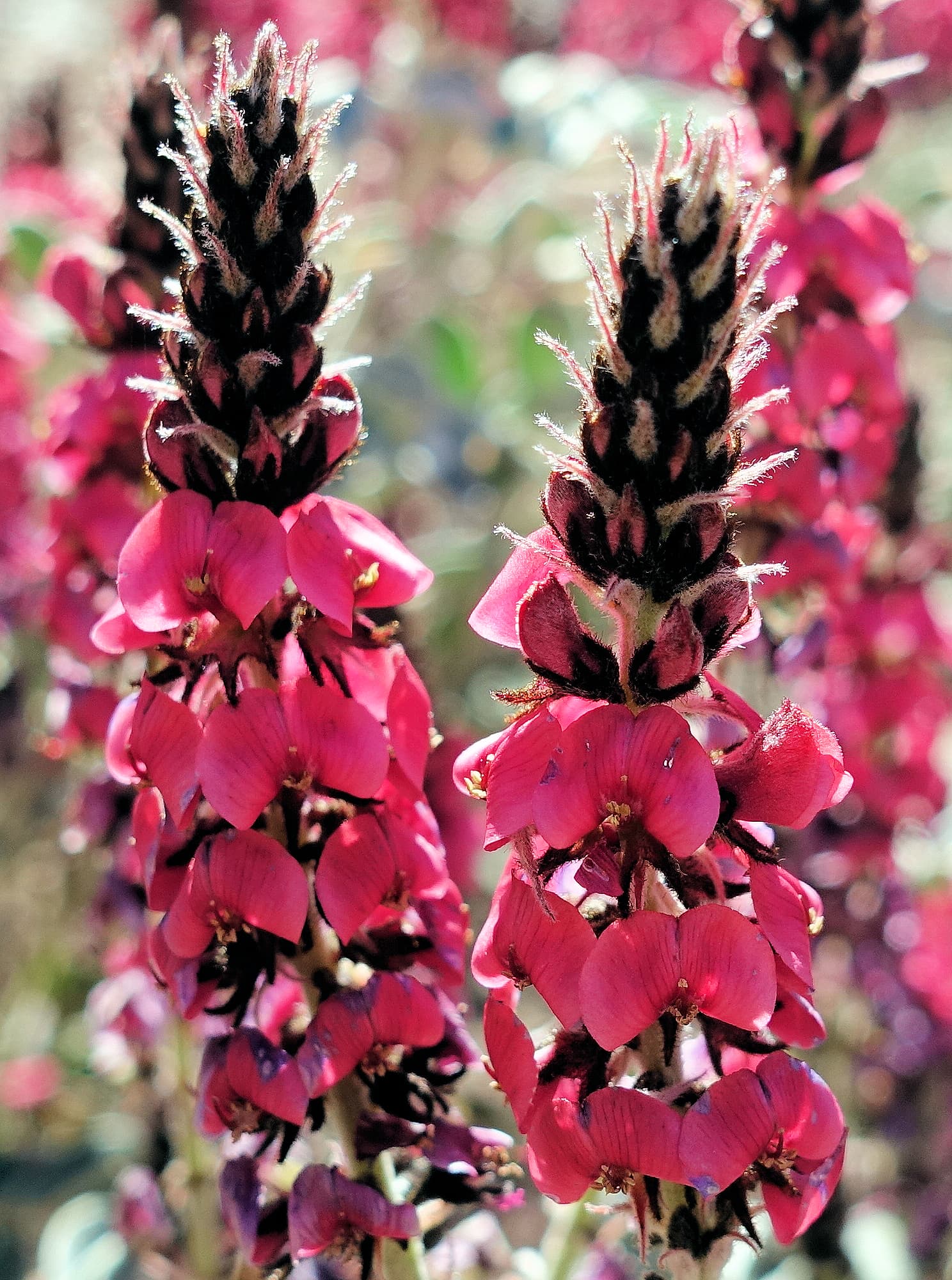 Georges Indigo (Indigofera georgei)