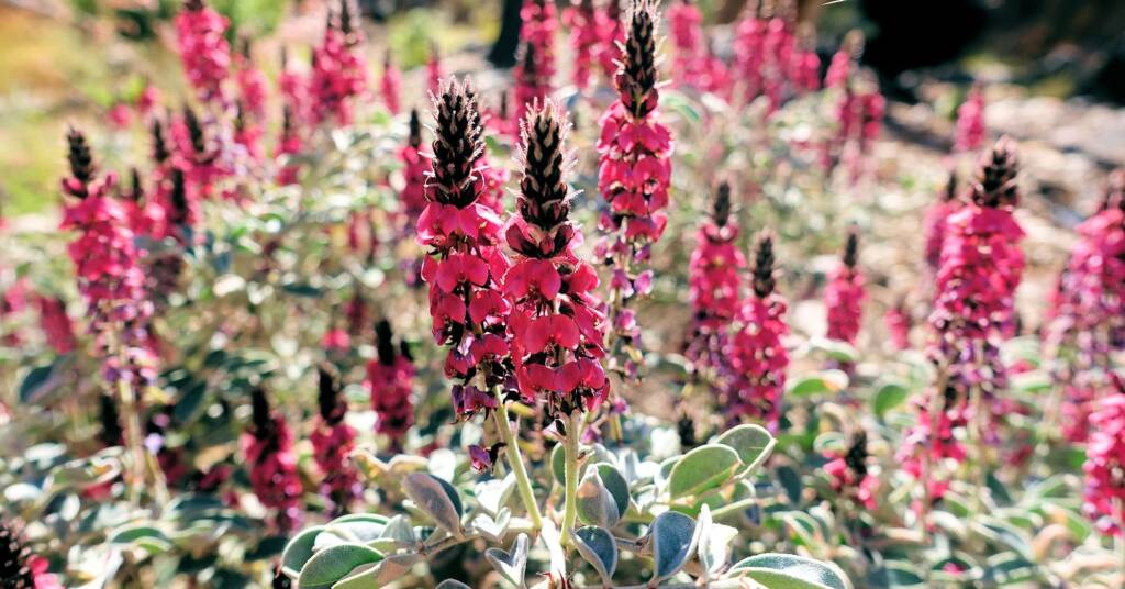 Georges Indigo (Indigofera georgei)