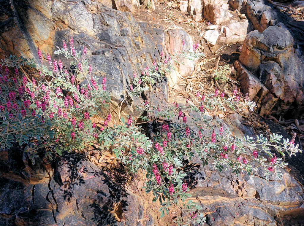 Georges Indigo (Indigofera georgei), Standley Chasm, NT