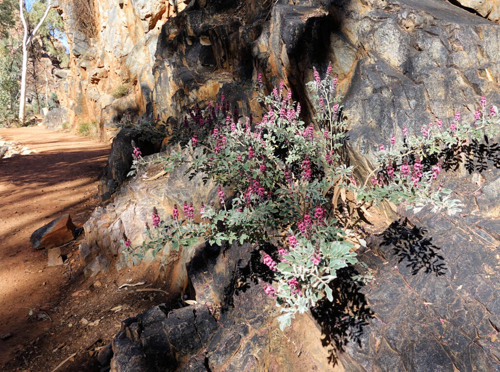 Georges Indigo (Indigofera georgei), Standley Chasm, NT