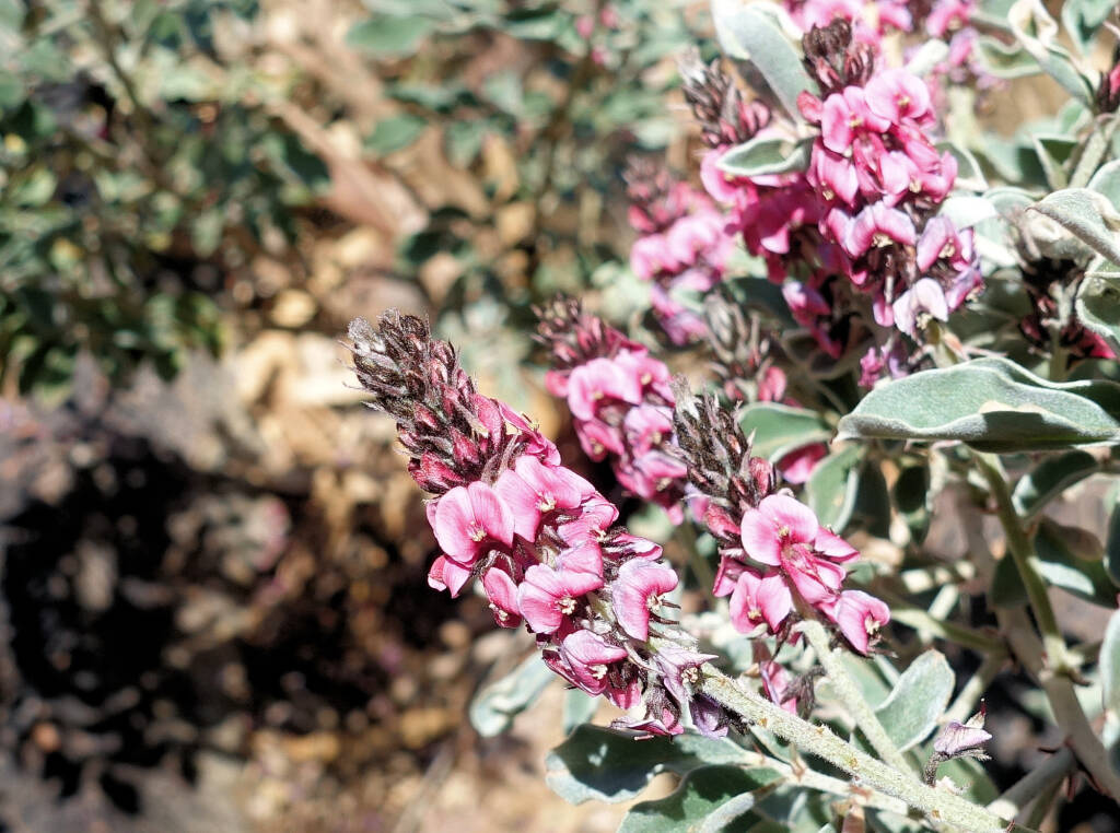 Georges Indigo (Indigofera georgei)
