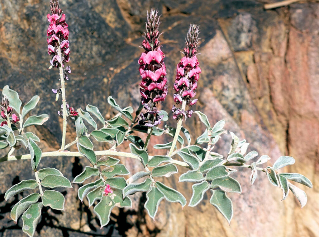 Georges Indigo (Indigofera georgei)