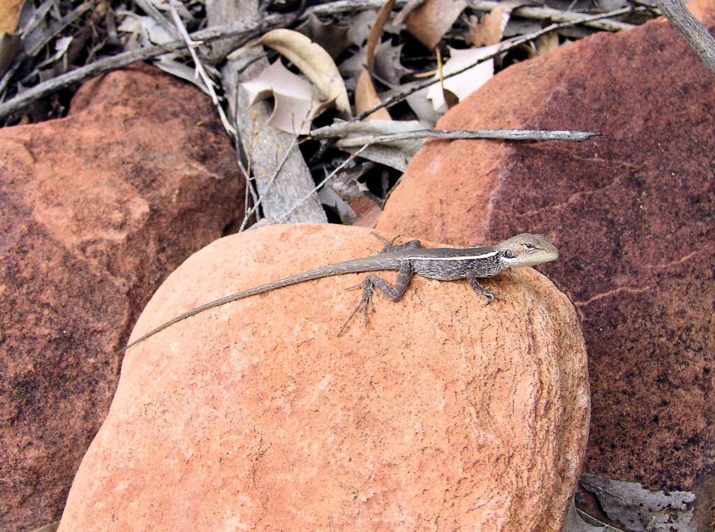 Long-nose Dragon (G. longirostris) at Kings Canyon