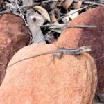 Long-nose Dragon (G. longirostris) at Kings Canyon